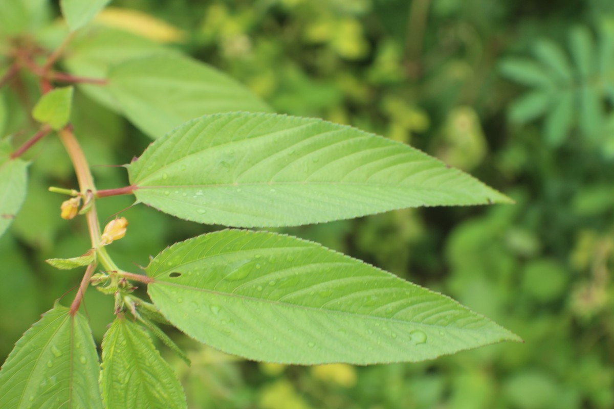 Corchorus olitorius L.